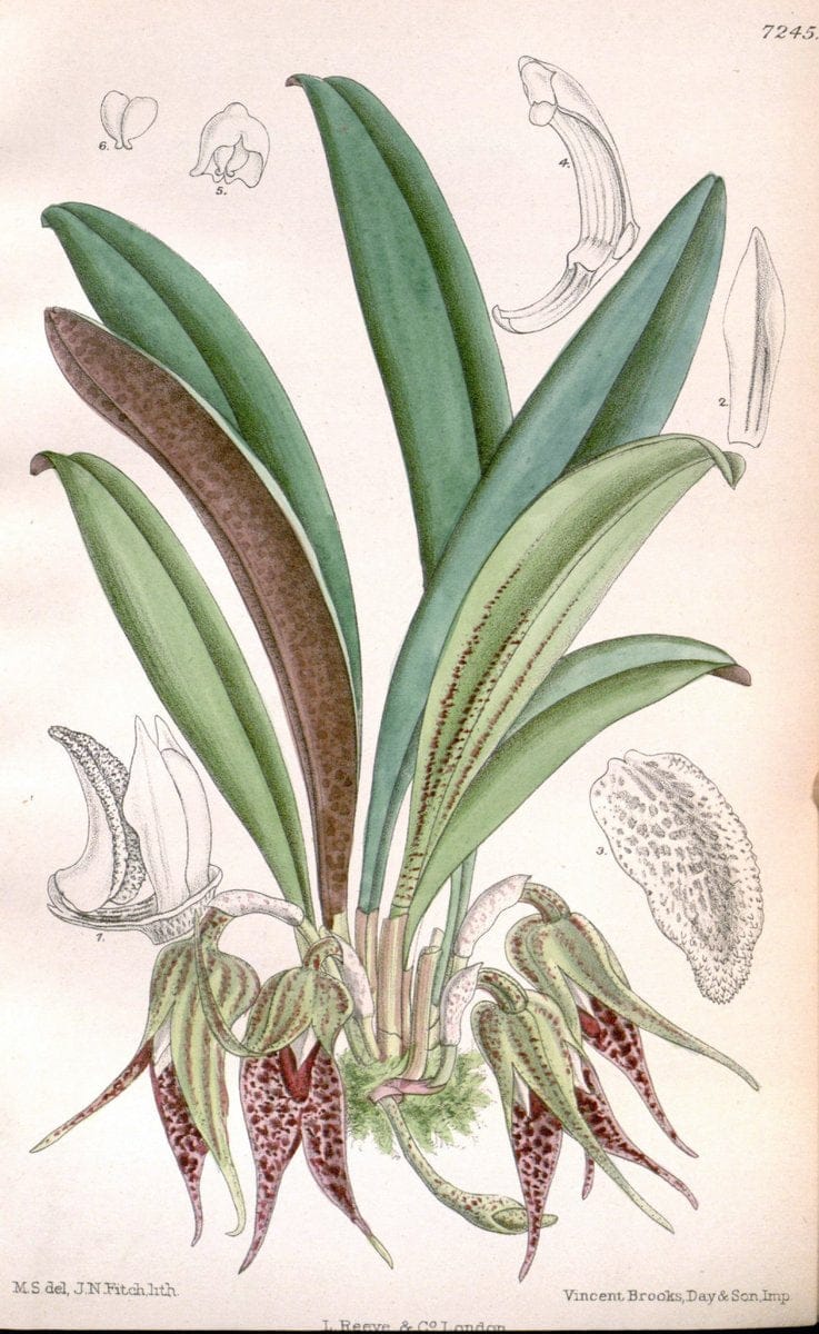 Curtis's botanical magazine. London ; New York [etc.] :Academic Press [etc.]. | "Botanical illustration" Botany Periodicals "Pictorial works" "Plants, Ornamental"  | Vintage Print Reproduction 456379