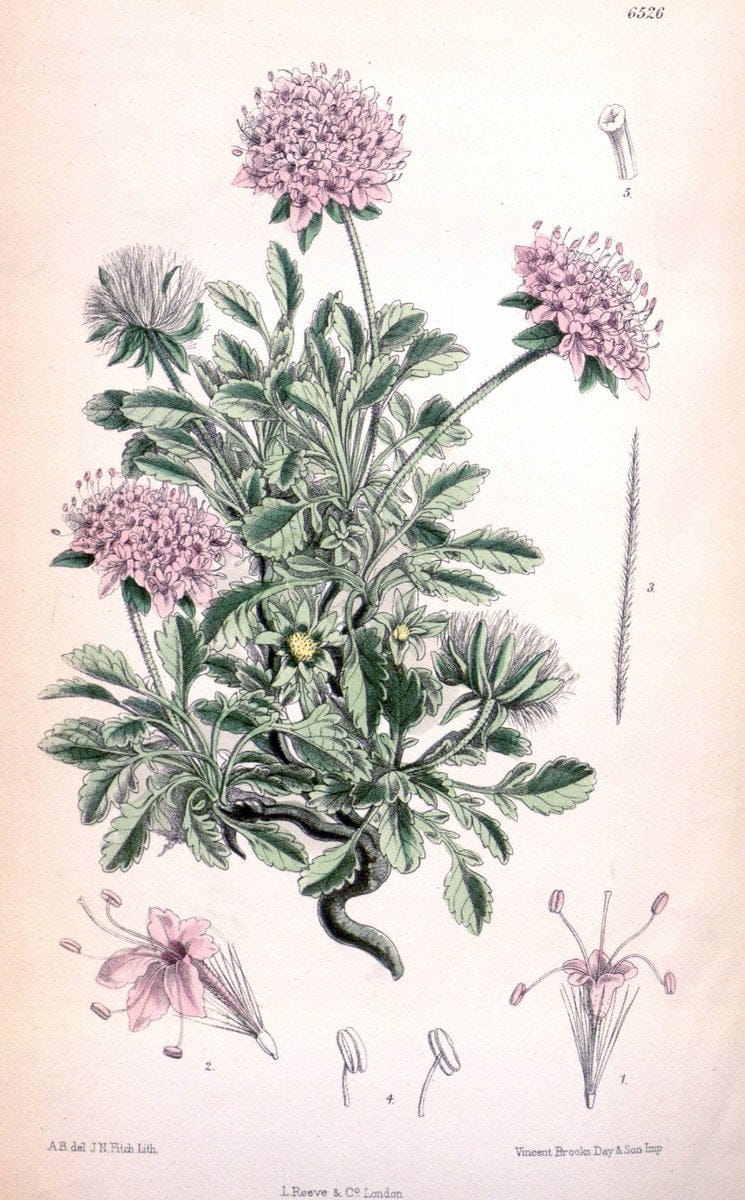 Curtis's botanical magazine. London ; New York [etc.] :Academic Press [etc.]. | "Botanical illustration" Botany Periodicals "Pictorial works" "Plants, Ornamental"  | Vintage Print Reproduction 456380