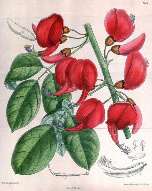 Curtis's botanical magazine. London ; New York [etc.] :Academic Press [etc.]. | "Botanical illustration" Botany Periodicals "Pictorial works" "Plants, Ornamental"  | Vintage Print Reproduction 456381