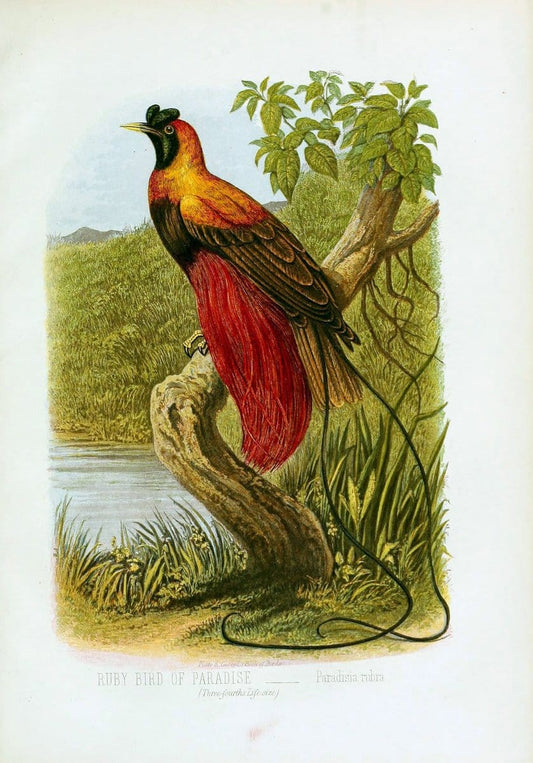 Cassell's book of birds :.London,Cassell, Petter and Galpin,[1875]. | Birds  | Vintage Print Reproduction 456382