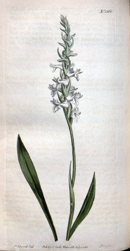 Curtis's botanical magazine. London ; New York [etc.] :Academic Press [etc.]. | "Botanical illustration" Botany Periodicals "Pictorial works" "Plants, Ornamental"  | Vintage Print Reproduction 456383