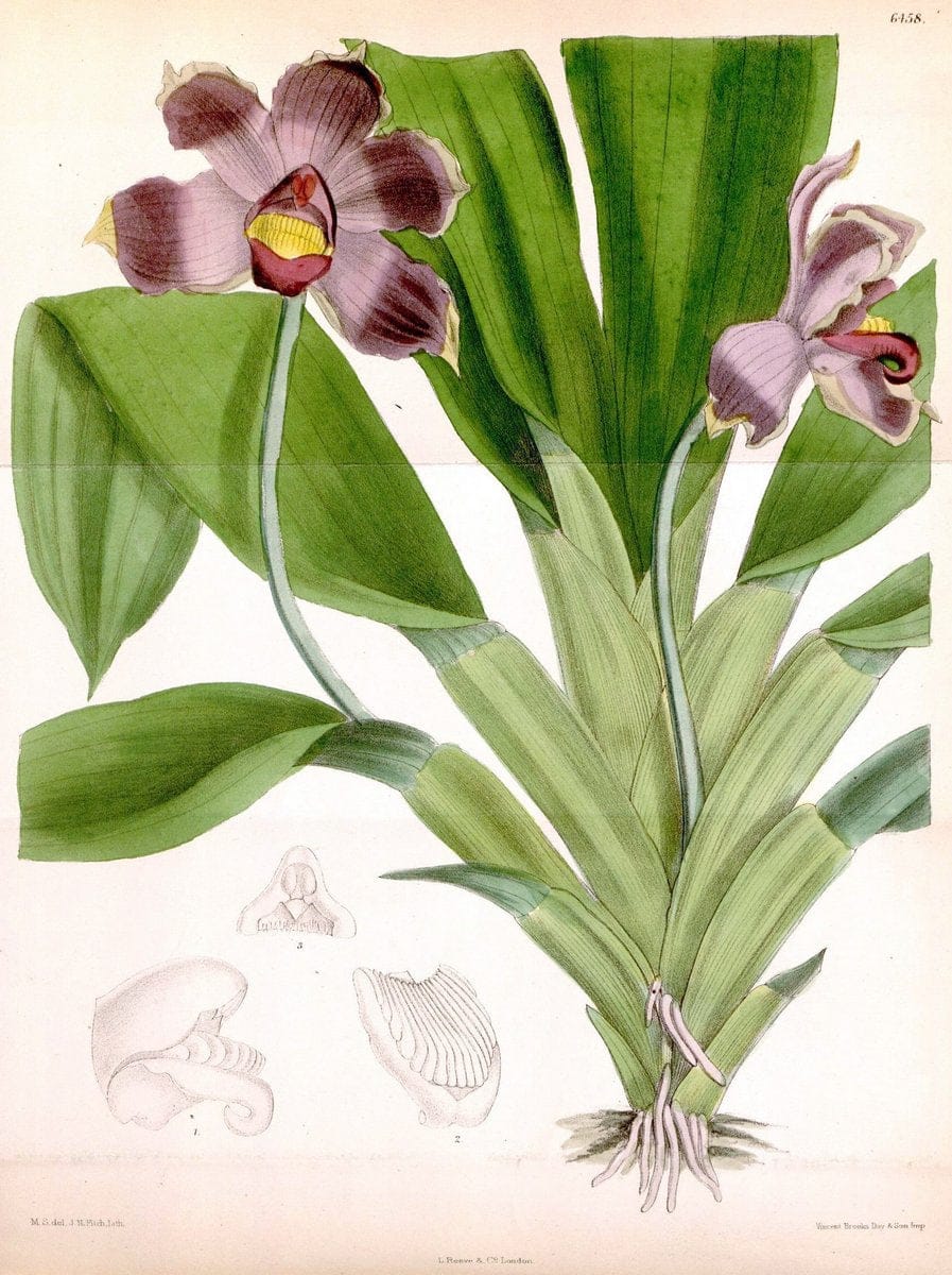 Curtis's botanical magazine. London ; New York [etc.] :Academic Press [etc.]. | "Botanical illustration" Botany Periodicals "Pictorial works" "Plants, Ornamental"  | Vintage Print Reproduction 456384