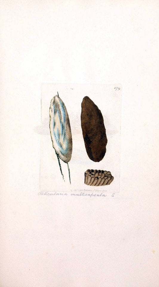 Coloured figures of English fungi or mushrooms. London,Printed by J. Davis,1797-[1809]. | England Mushrooms  | Vintage Print Reproduction 456385