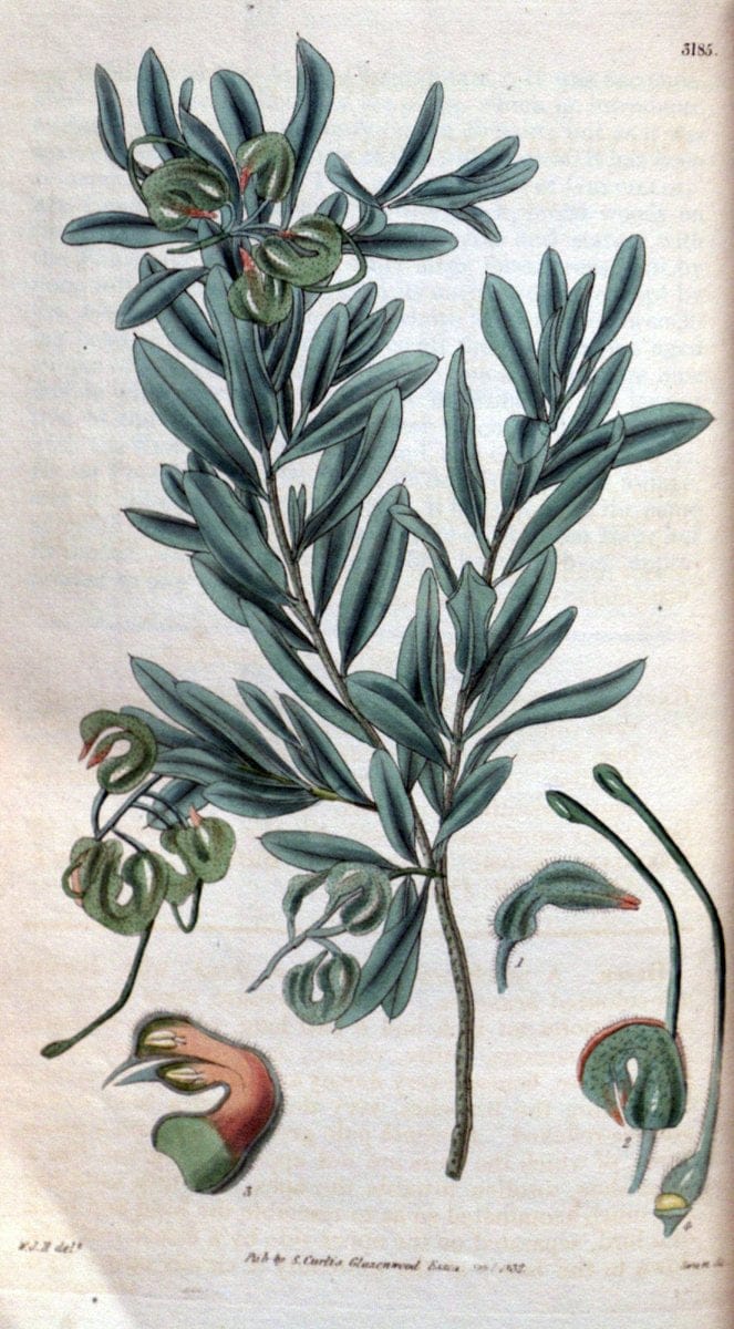 Curtis's botanical magazine. London ; New York [etc.] :Academic Press [etc.]. | "Botanical illustration" Botany Periodicals "Pictorial works" "Plants, Ornamental"  | Vintage Print Reproduction 456386