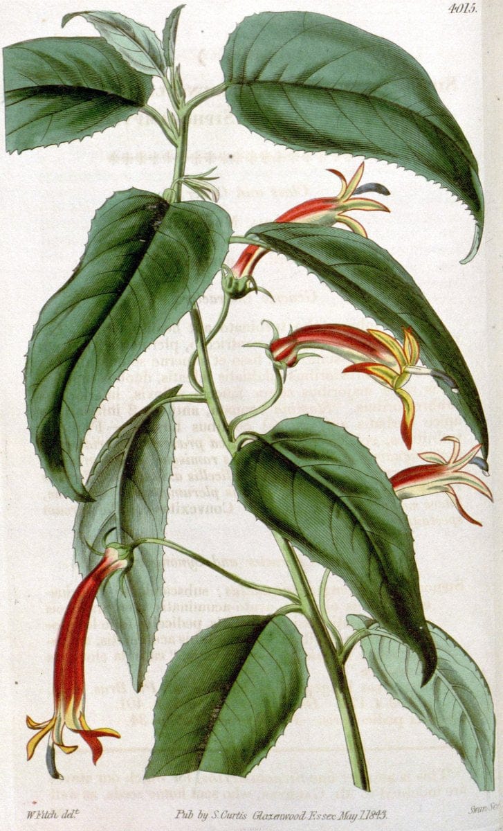 Curtis's botanical magazine. London ; New York [etc.] :Academic Press [etc.]. | "Botanical illustration" Botany Periodicals "Pictorial works" "Plants, Ornamental"  | Vintage Print Reproduction 456387