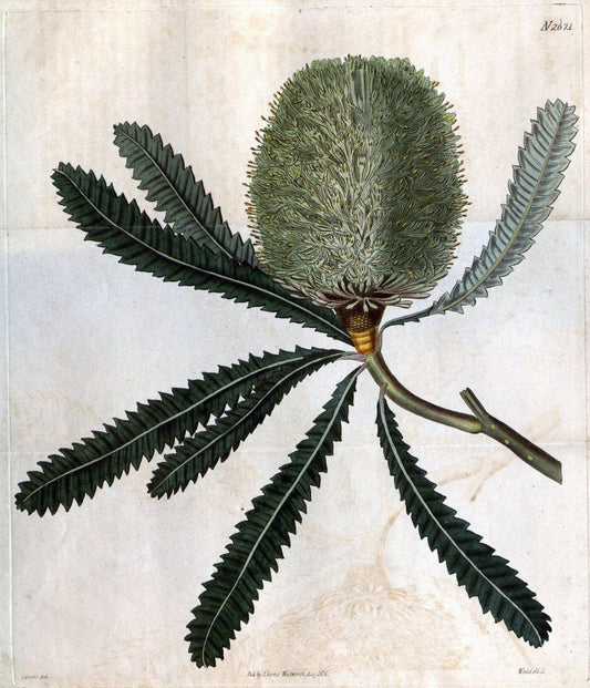 Curtis's botanical magazine. London ; New York [etc.] :Academic Press [etc.]. | "Botanical illustration" Botany Periodicals "Pictorial works" "Plants, Ornamental"  | Vintage Print Reproduction 456389