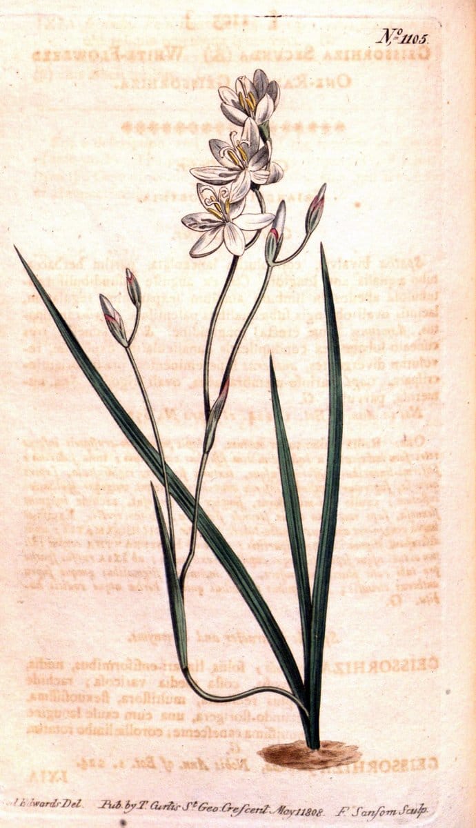 Curtis's botanical magazine. London ; New York [etc.] :Academic Press [etc.]. | "Botanical illustration" Botany Periodicals "Pictorial works" "Plants, Ornamental"  | Vintage Print Reproduction 456390