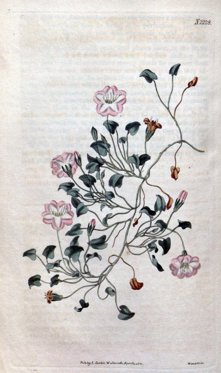 Curtis's botanical magazine. London ; New York [etc.] :Academic Press [etc.]. | "Botanical illustration" Botany Periodicals "Pictorial works" "Plants, Ornamental"  | Vintage Print Reproduction 456391