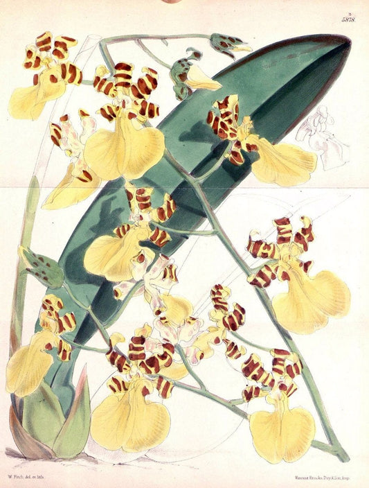 Curtis's botanical magazine..London ;New York [etc.] :Academic Press [etc.]. |  | Vintage Print Reproduction 456392