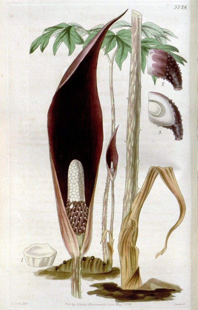 Curtis's botanical magazine..London ;New York [etc.] :Academic Press [etc.]. |  | Vintage Print Reproduction 456393