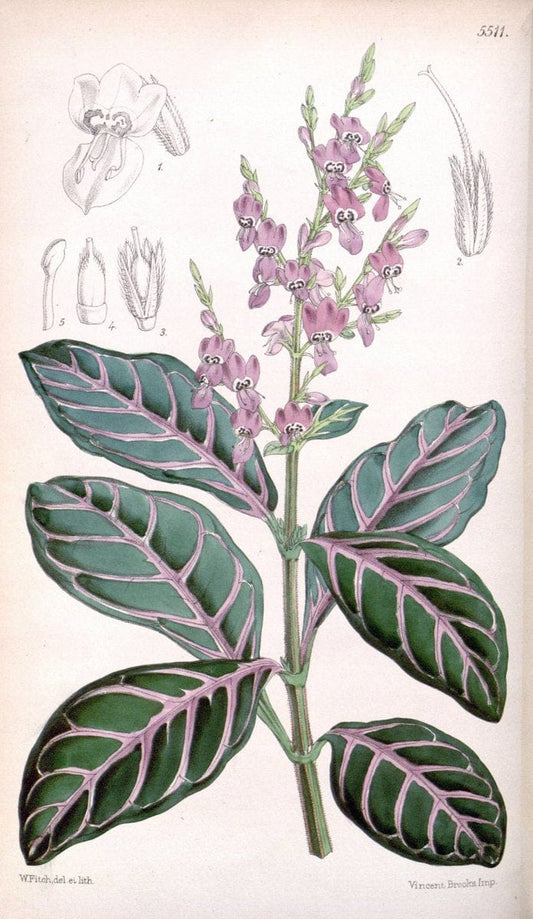 Curtis's botanical magazine..London ;New York [etc.] :Academic Press [etc.]. |  | Vintage Print Reproduction 456394