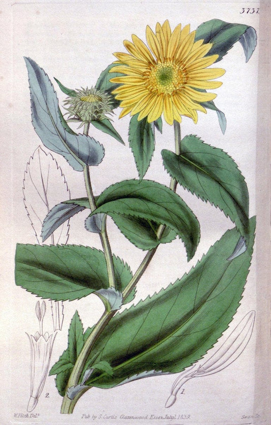 Curtis's botanical magazine..London ;New York [etc.] :Academic Press [etc.]. |  | Vintage Print Reproduction 456395