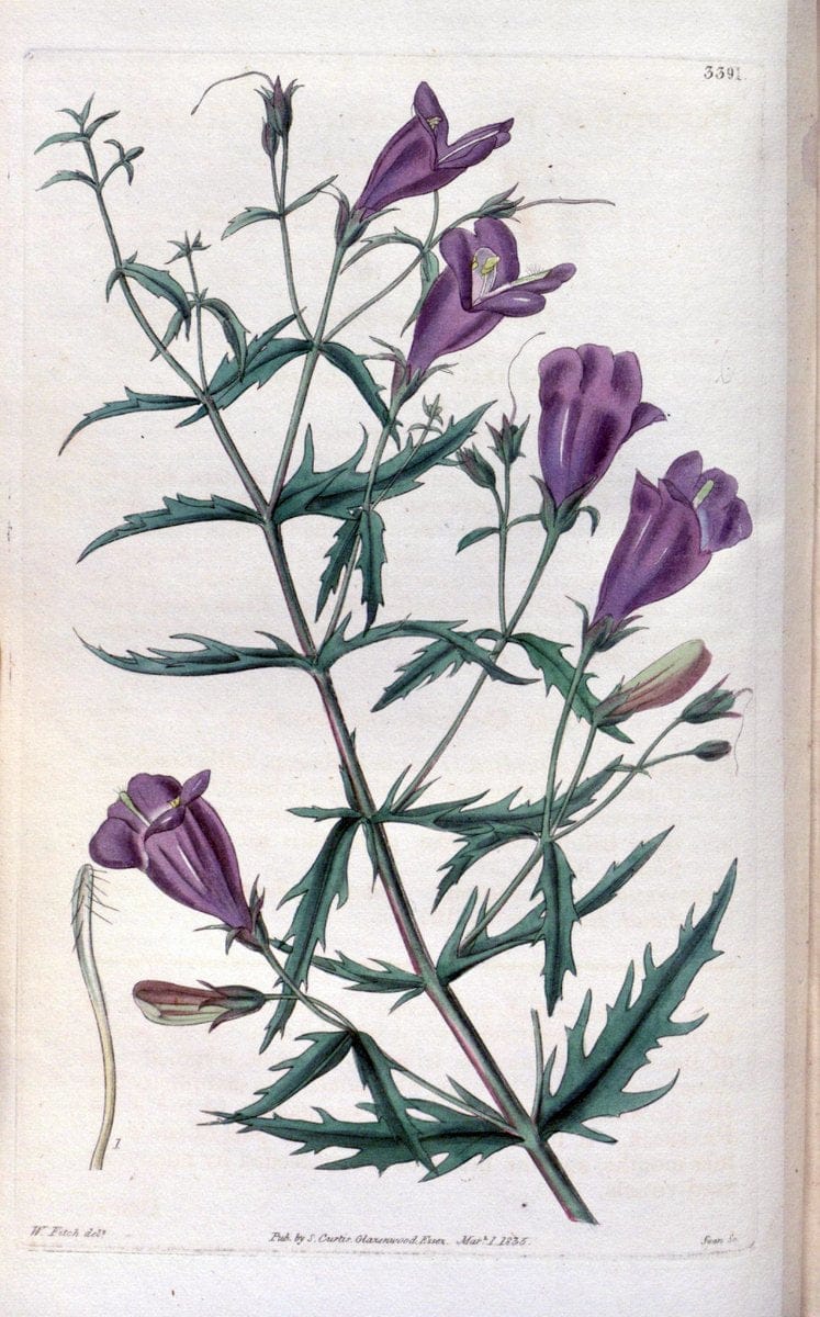 Curtis's botanical magazine. London ;New York [etc.] :Academic Press [etc.]. | Botany Periodicals "Pictorial works"  | Vintage Print Reproduction 456396