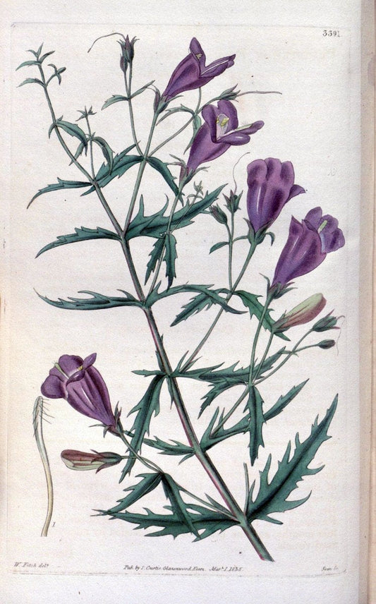 Curtis's botanical magazine. London ;New York [etc.] :Academic Press [etc.]. | Botany Periodicals "Pictorial works"  | Vintage Print Reproduction 456396