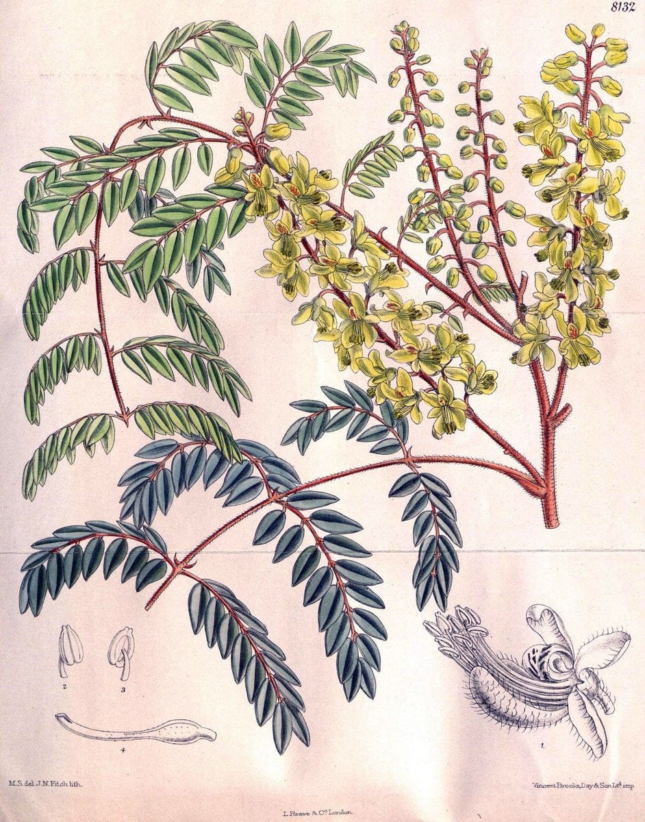 Curtis's botanical magazine. London ;New York [etc.] :Academic Press [etc.]. | Botany Periodicals "Pictorial works"  | Vintage Print Reproduction 456397