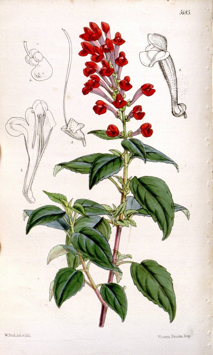 Curtis's botanical magazine. London ;New York [etc.] :Academic Press [etc.]. | Botany Periodicals "Pictorial works"  | Vintage Print Reproduction 456398