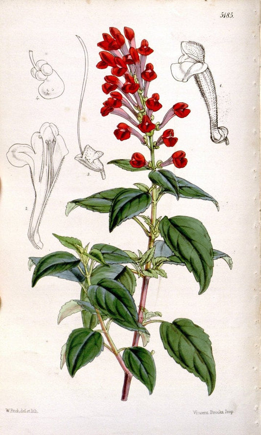 Curtis's botanical magazine. London ;New York [etc.] :Academic Press [etc.]. | Botany Periodicals "Pictorial works"  | Vintage Print Reproduction 456398