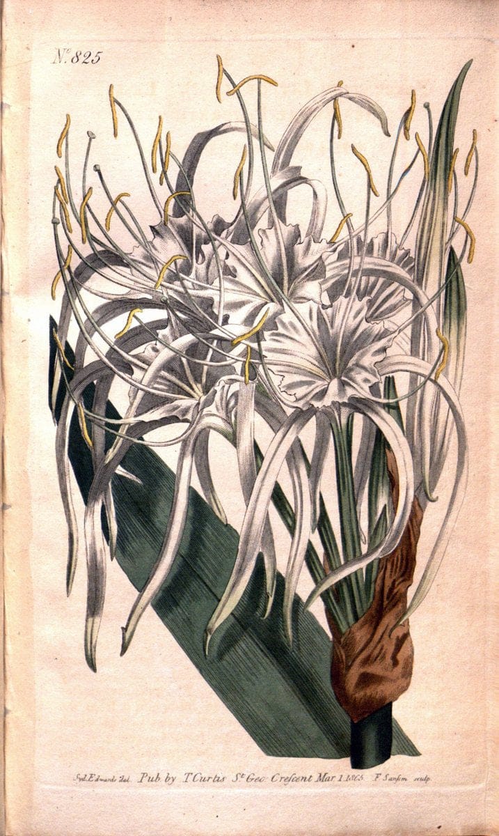 Curtis's botanical magazine. London ;New York [etc.] :Academic Press [etc.]. | Botany Periodicals "Pictorial works"  | Vintage Print Reproduction 456399