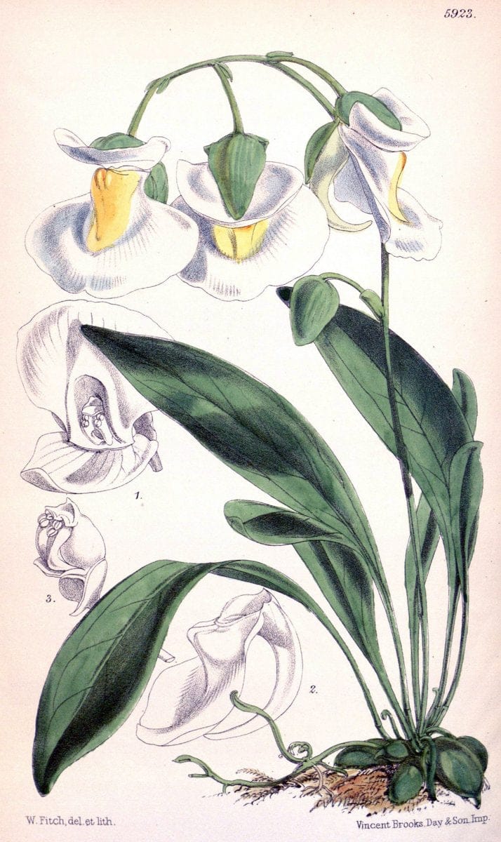 Curtis's botanical magazine. London ;New York [etc.] :Academic Press [etc.]. | Botany Periodicals "Pictorial works"  | Vintage Print Reproduction 456400