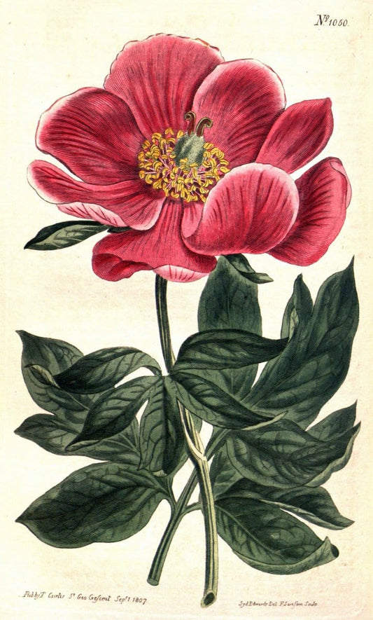 Curtis's botanical magazine. London ;New York [etc.] :Academic Press [etc.]. | Botany Periodicals "Pictorial works"  | Vintage Print Reproduction 456401