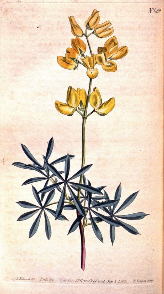 Curtis's botanical magazine. London ;New York [etc.] :Academic Press [etc.]. | Botany Periodicals "Pictorial works"  | Vintage Print Reproduction 456402