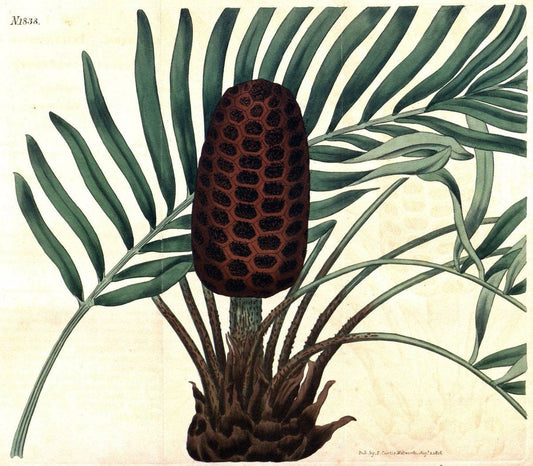 Curtis's botanical magazine. London ; New York [etc.] :Academic Press [etc.]. | "Botanical illustration" Botany Periodicals "Pictorial works" "Plants, Ornamental"  | Vintage Print Reproduction 456403