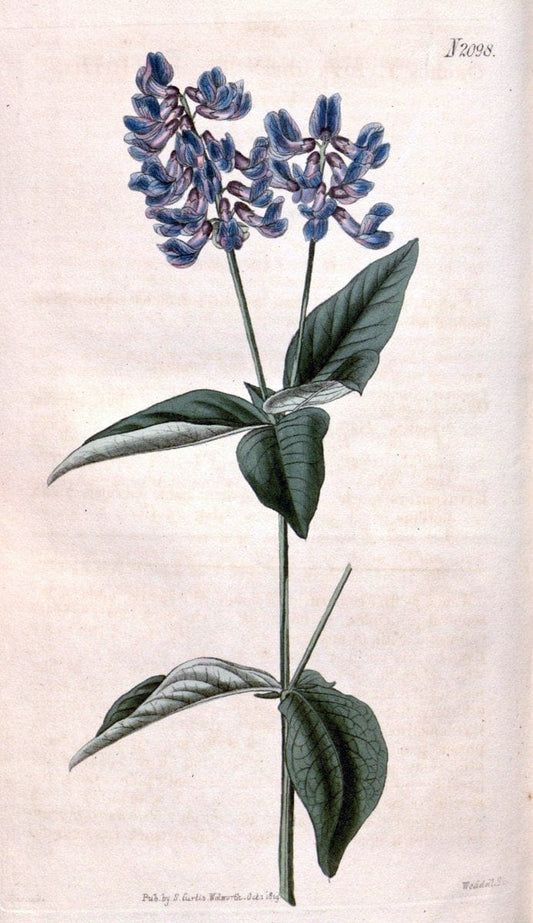Curtis's botanical magazine. London ; New York [etc.] :Academic Press [etc.]. | "Botanical illustration" Botany Periodicals "Pictorial works" "Plants, Ornamental"  | Vintage Print Reproduction 456404
