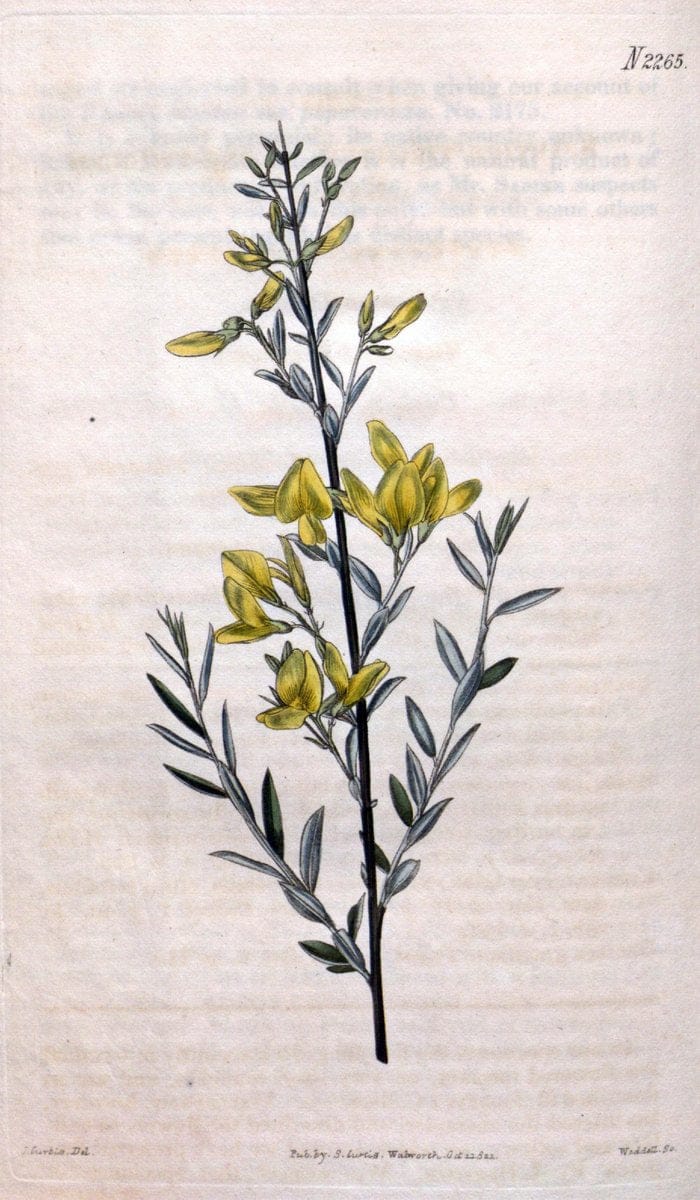 Curtis's botanical magazine. London ; New York [etc.] :Academic Press [etc.]. | "Botanical illustration" Botany Periodicals "Pictorial works" "Plants, Ornamental"  | Vintage Print Reproduction 456405