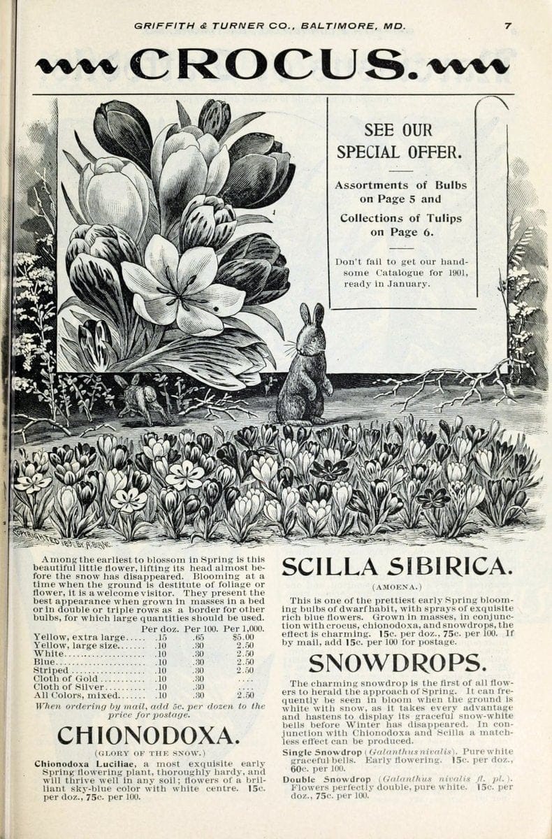 Cole's garden annual. Pella, Iowa :Cole's Seed Store,1892.  | Vintage Print Reproduction 456406