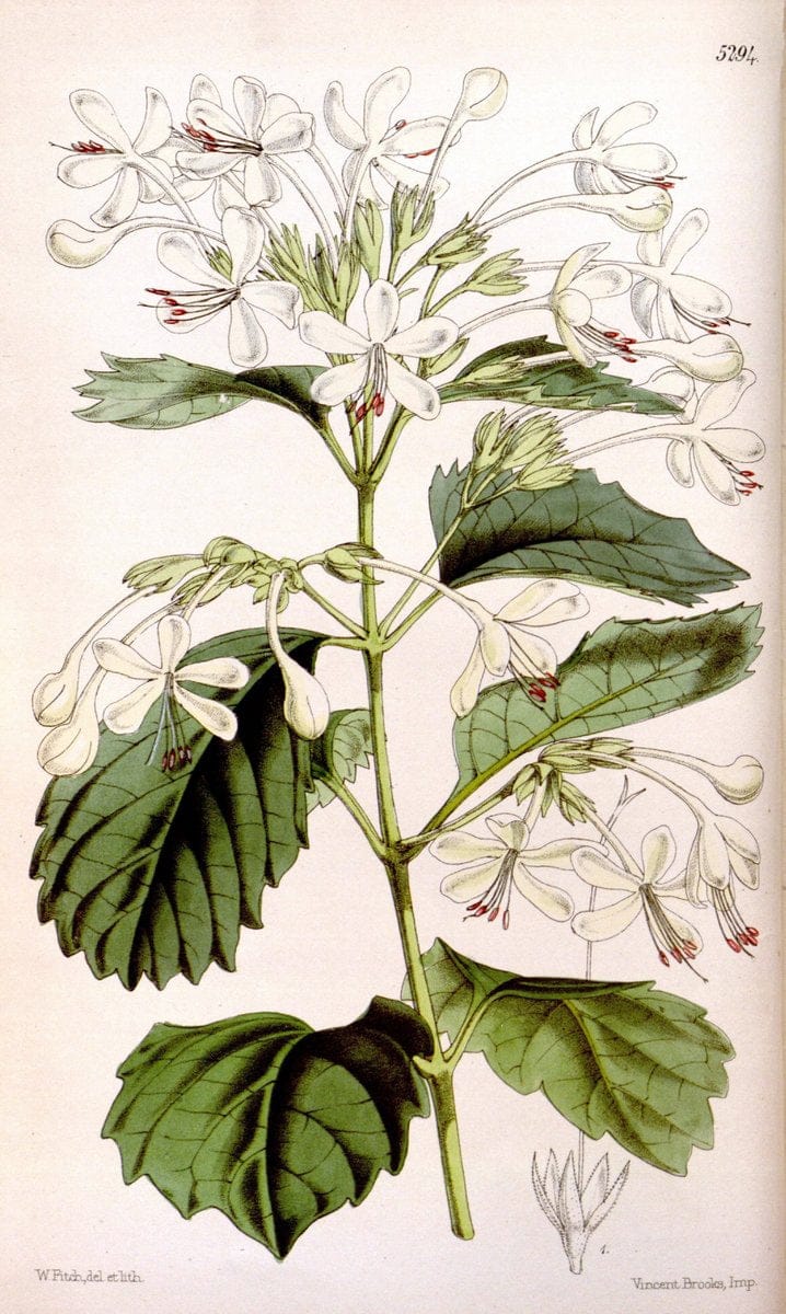 Curtis's botanical magazine. London ; New York [etc.] :Academic Press [etc.]. | "Botanical illustration" Botany Periodicals "Pictorial works" "Plants, Ornamental"  | Vintage Print Reproduction 456407