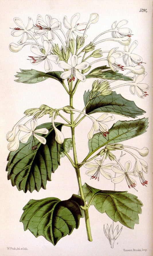 Curtis's botanical magazine. London ; New York [etc.] :Academic Press [etc.]. | "Botanical illustration" Botany Periodicals "Pictorial works" "Plants, Ornamental"  | Vintage Print Reproduction 456407