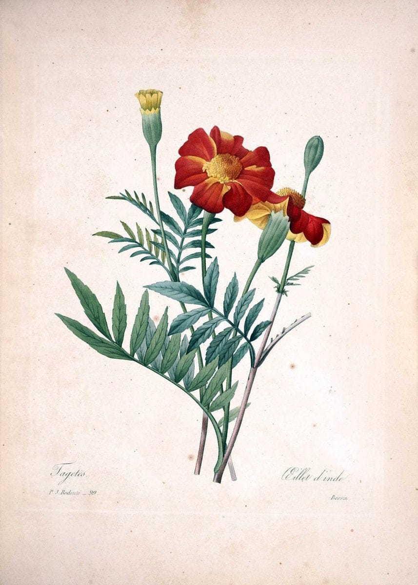 Choix des plus belles fleurs :.Paris:Ernest Panckoucke,[1833].. |  | Vintage Print Reproduction 456408