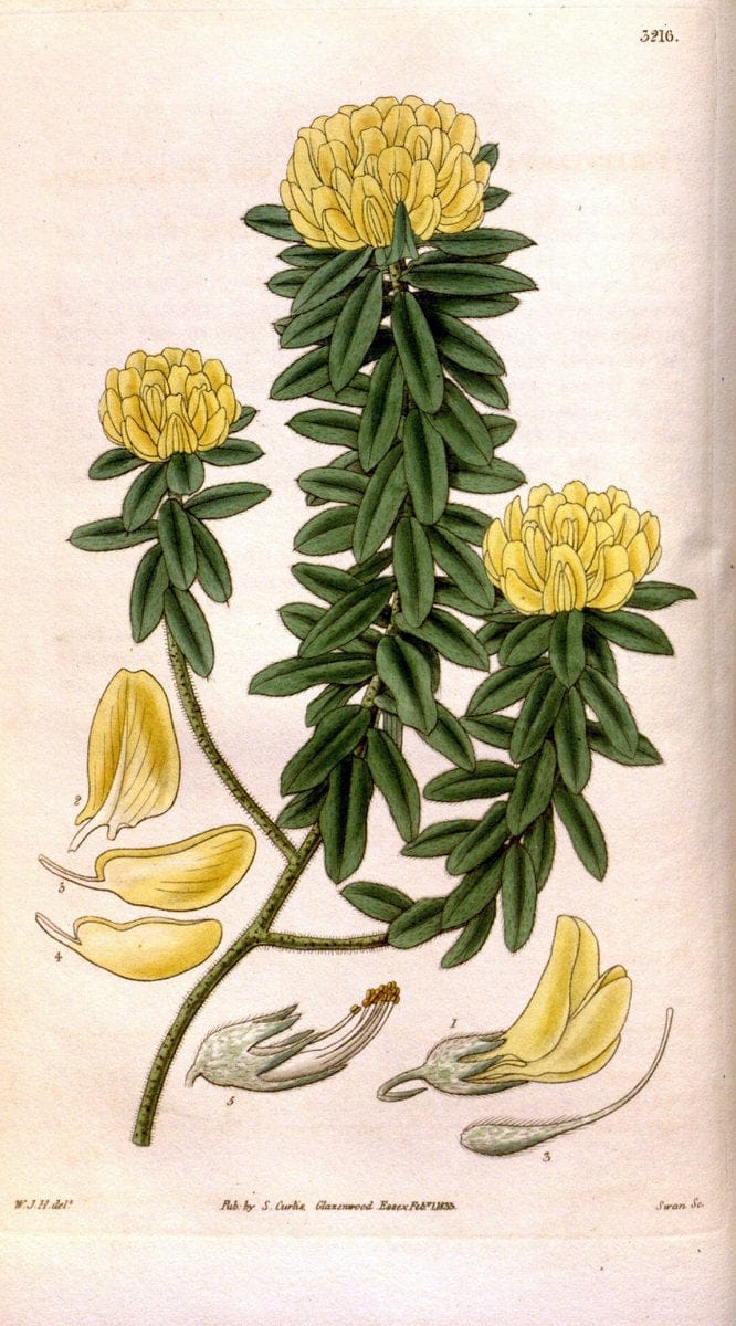 Curtis's botanical magazine. London ; New York [etc.] :Academic Press [etc.]. | "Botanical illustration" Botany Periodicals "Pictorial works" "Plants, Ornamental"  | Vintage Print Reproduction 456409