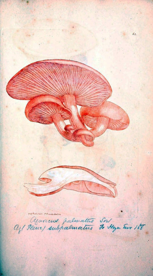 Coloured figures of English fungi or mushrooms. London,Printed by J. Davis,1797-[1809]. | England Mushrooms  | Vintage Print Reproduction 456410