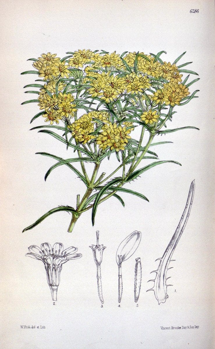 Curtis's botanical magazine. London ; New York [etc.] :Academic Press [etc.]. | "Botanical illustration" Botany Periodicals "Pictorial works" "Plants, Ornamental"  | Vintage Print Reproduction 456413