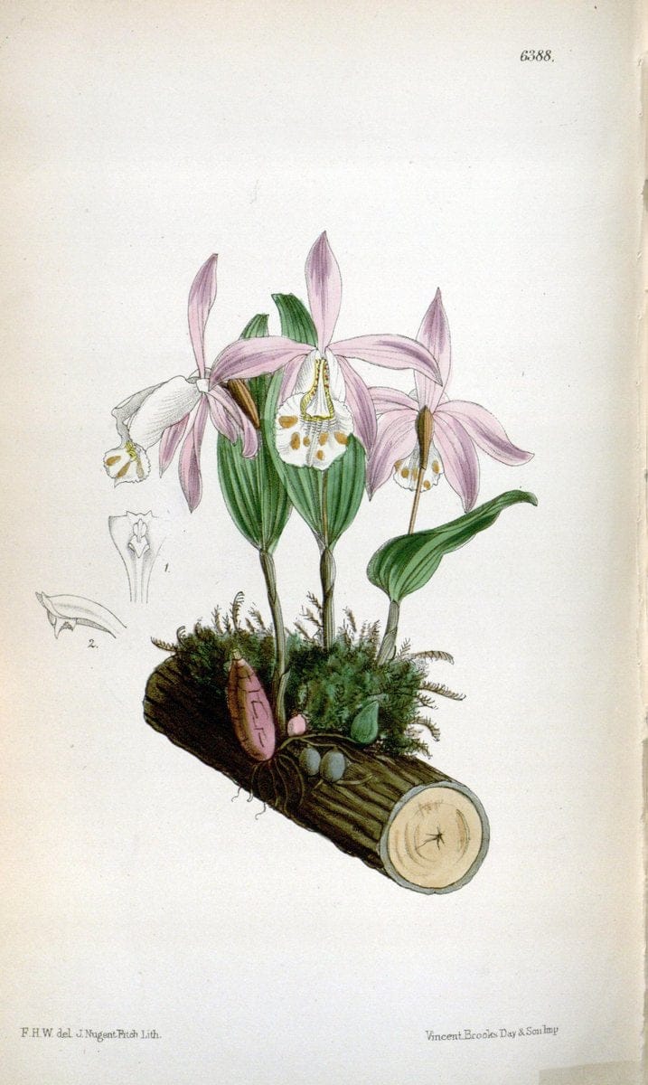 Curtis's botanical magazine. London ; New York [etc.] :Academic Press [etc.]. | "Botanical illustration" Botany Periodicals "Pictorial works" "Plants, Ornamental"  | Vintage Print Reproduction 456415