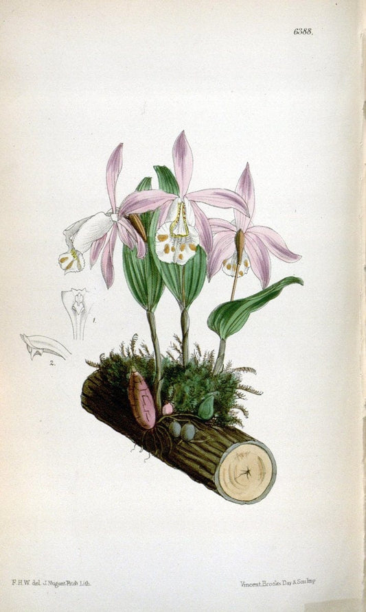Curtis's botanical magazine. London ; New York [etc.] :Academic Press [etc.]. | "Botanical illustration" Botany Periodicals "Pictorial works" "Plants, Ornamental"  | Vintage Print Reproduction 456415