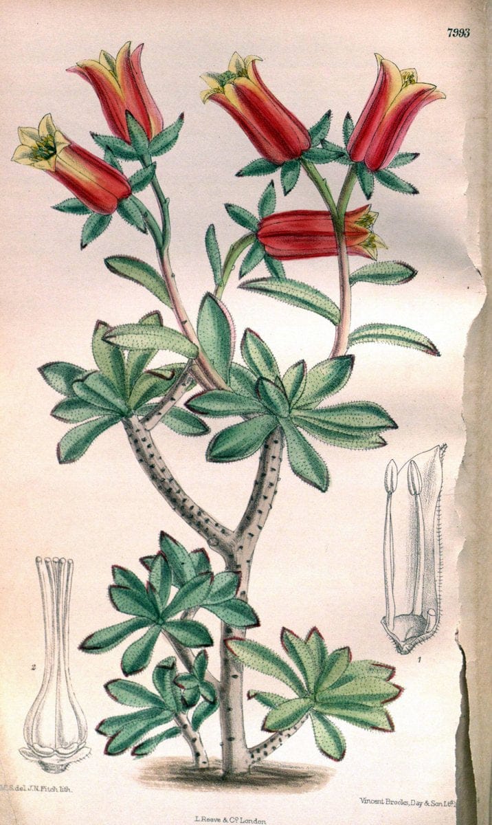 Curtis's botanical magazine. London ; New York [etc.] :Academic Press [etc.]. | "Botanical illustration" Botany Periodicals "Pictorial works" "Plants, Ornamental"  | Vintage Print Reproduction 456416