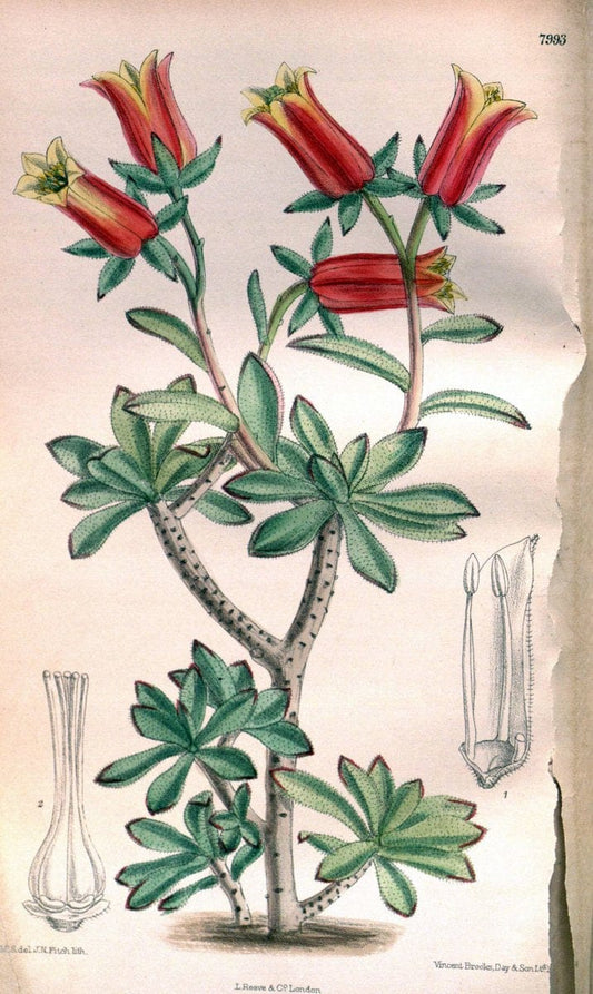Curtis's botanical magazine. London ; New York [etc.] :Academic Press [etc.]. | "Botanical illustration" Botany Periodicals "Pictorial works" "Plants, Ornamental"  | Vintage Print Reproduction 456416