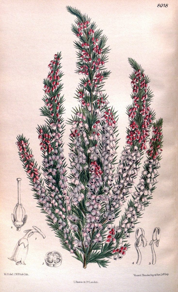 Curtis's botanical magazine. London ; New York [etc.] :Academic Press [etc.]. | "Botanical illustration" Botany Periodicals "Pictorial works" "Plants, Ornamental"  | Vintage Print Reproduction 456417