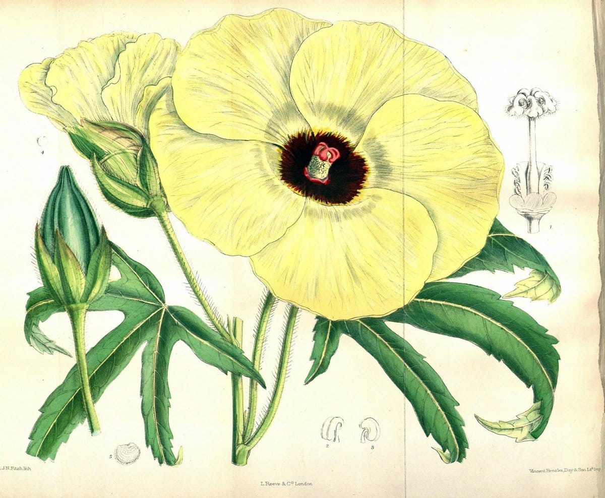 Curtis's botanical magazine. London ; New York [etc.] :Academic Press [etc.]. | "Botanical illustration" Botany Periodicals "Pictorial works" "Plants, Ornamental"  | Vintage Print Reproduction 456418