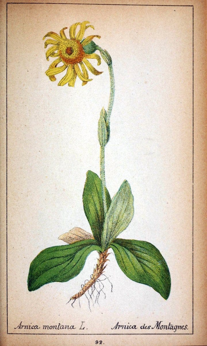 Choix de plantes de l'Europe centrale et particuliÃ¨rement de la Suisse et de la SavoieGe | Europe Central "Pictorial works" Plants "Savoy (France and Italy)" Switzerland  | Vintage Reproduction 456419