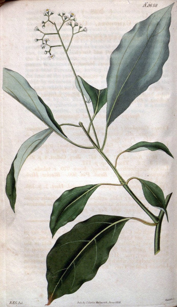 Curtis's botanical magazine. London ; New York [etc.] :Academic Press [etc.]. | "Botanical illustration" Botany Periodicals "Pictorial works" "Plants, Ornamental"  | Vintage Print Reproduction 456421