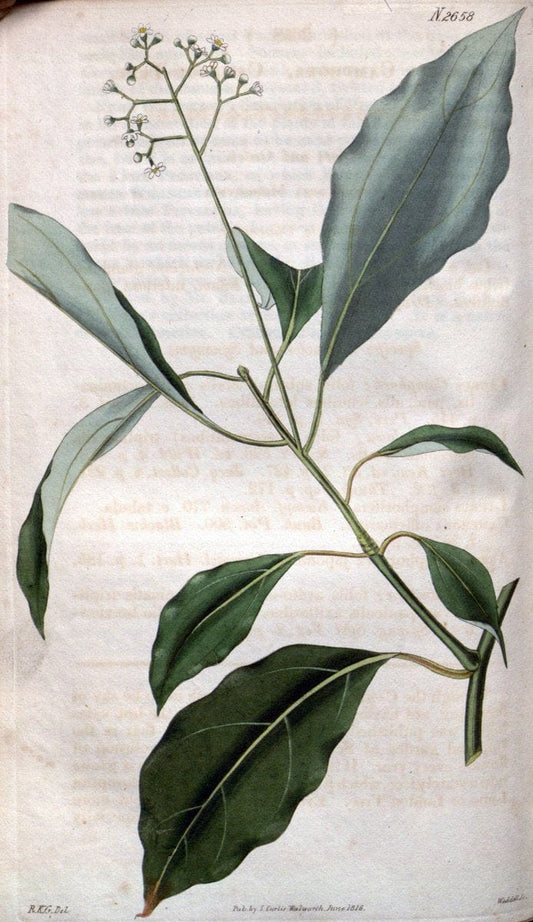 Curtis's botanical magazine. London ; New York [etc.] :Academic Press [etc.]. | "Botanical illustration" Botany Periodicals "Pictorial works" "Plants, Ornamental"  | Vintage Print Reproduction 456421