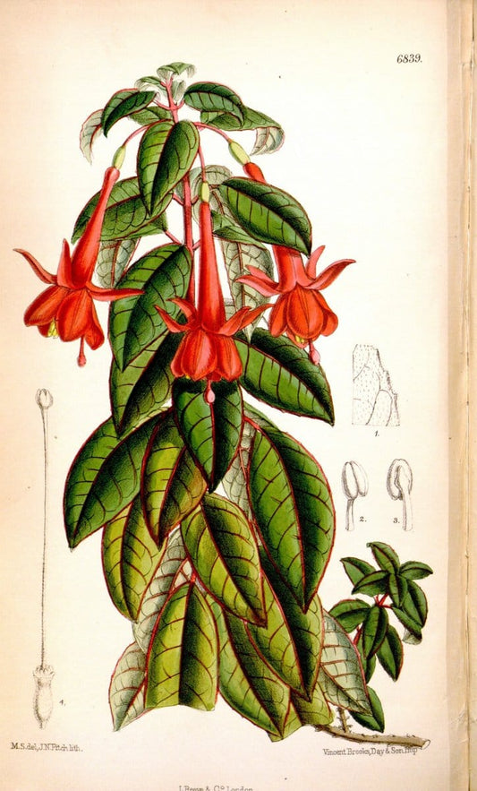 Curtis's botanical magazine. London ; New York [etc.] :Academic Press [etc.]. | "Botanical illustration" Botany Periodicals "Pictorial works" "Plants, Ornamental"  | Vintage Print Reproduction 456422