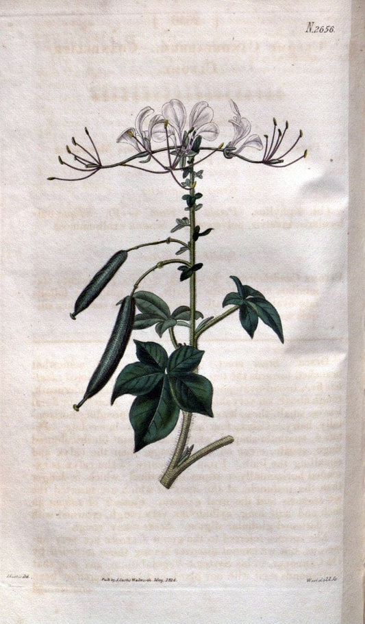 Curtis's botanical magazine. London ; New York [etc.] :Academic Press [etc.]. | "Botanical illustration" Botany Periodicals "Pictorial works" "Plants, Ornamental"  | Vintage Print Reproduction 456423