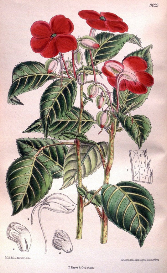 Curtis's botanical magazine. London ; New York [etc.] :Academic Press [etc.]. | "Botanical illustration" Botany Periodicals "Pictorial works" "Plants, Ornamental"  | Vintage Print Reproduction 456424