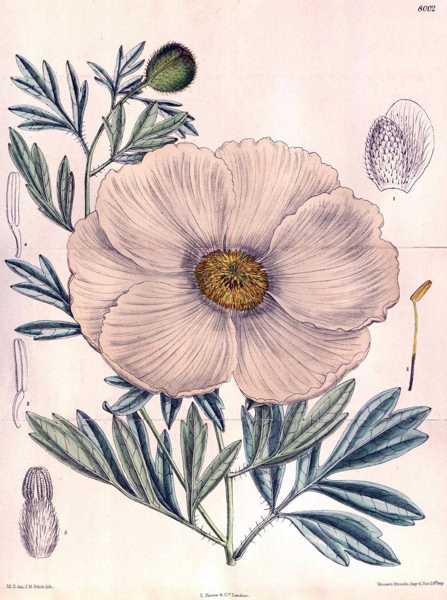 Curtis's botanical magazine. London ; New York [etc.] :Academic Press [etc.]. | "Botanical illustration" Botany Periodicals "Pictorial works" "Plants, Ornamental"  | Vintage Print Reproduction 456425