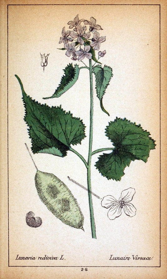 Choix de plantes de l'Europe centrale et particuliÃ¨rement de la Suisse et de la SavoieGe | Europe Central "Pictorial works" Plants "Savoy (France and Italy)" Switzerland  | Vintage Reproduction 456426