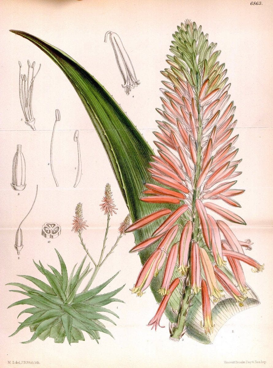 Curtis's botanical magazine. London ; New York [etc.] :Academic Press [etc.]. | "Botanical illustration" Botany Periodicals "Pictorial works" "Plants, Ornamental"  | Vintage Print Reproduction 456427